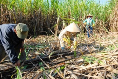 Nâng cao năng suất chất lượng ‘cứu’ ngành mía đường