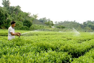 Tuyên Quang: Nhiều giải pháp nâng cao năng suất, chất lượng chè Sơn Dương