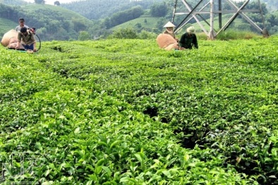 Tuyên Quang: Đẩy mạnh ứng dụng khoa học nâng cao chất lượng cây trồng