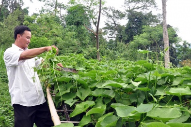 Tuyên quang: Hiệu quả từ mô hình trồng su su lấy ngọn