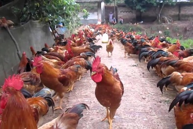 Tuyên Quang: Ứng dụng khoa học kỹ thuật nâng cao năng suất chăn nuôi