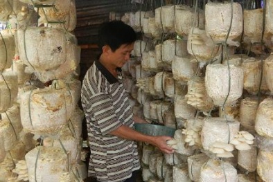 Vĩnh Long: Trồng nấm bào ngư cho năng suất và thu nhập cao