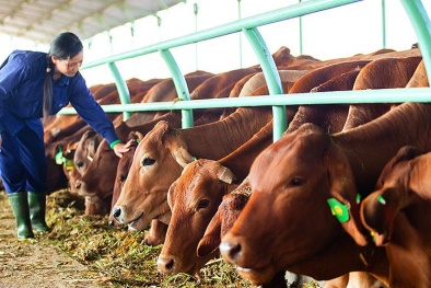 'Bầu' Đức chia sẻ về nghiệp… chăn bò