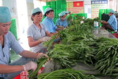 Báo động thực phẩm bẩn: Cơ quan kiểm tra cũng không thể nhận biết rau phun thuốc