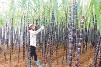 Giải pháp nâng cao năng suất chất lượng tại vùng mía Thạch Thành