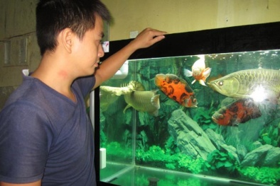 9X chơi cá cảnh, lãi ròng trăm triệu mỗi năm