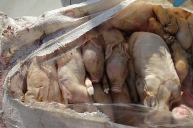 Thực phẩm bẩn: Phát hiện hơn 2 tạ heo sữa rỉ dịch, bốc mùi hôi thối