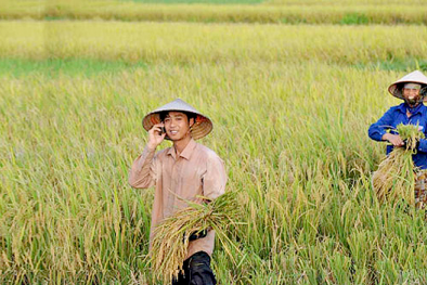 Giải pháp tăng năng suất chất lượng nông nghiệp với ứng dụng của Viettel