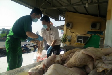 Hơn trăm con heo sữa bốc mùi hôi thối 'đi' xe khách về miền Tây