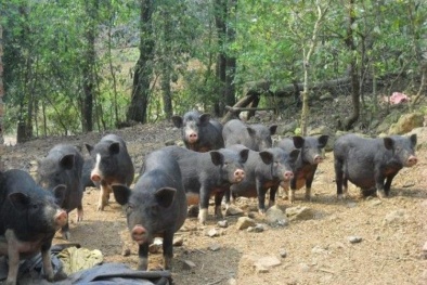 Nuôi lợn đen công nghệ vi sinh cho lãi lớn