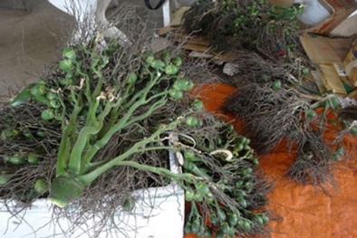 Doanh nghiệp Nhật muốn đầu tư nhưng ngại thương lái Trung Quốc