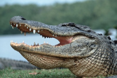 Trốn cảnh sát, thanh niên lội xuống hồ thành mồi cho cá sấu