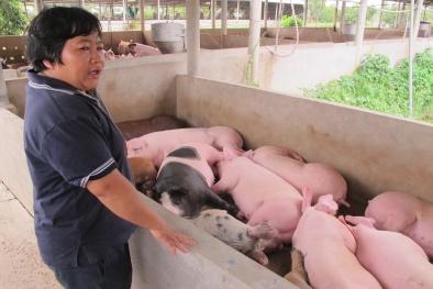 TP.HCM: Trung Quốc lại ráo riết thu mua lợn trên 120kg