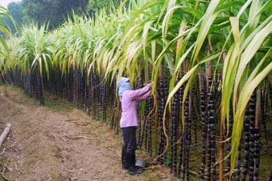 Hậu Giang: Tìm hướng đi nâng cao giá trị cây mía