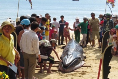 'Cá thiêng' 2 tấn dạt vào bờ biển Phú Yên
