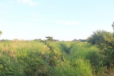 Công viên văn hóa giữa lòng Sài Gòn được đầu tư cả trăm tỉ thành... bãi kim tiêm