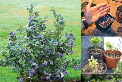 Cách trồng việt quất quả sai trĩu quả