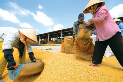 Nhiều sai phạm tại Tổng công ty Lương thực miền Nam