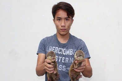 Bán hổ như bán chó: Trại thú rừng của ông trùm 'hàng con'