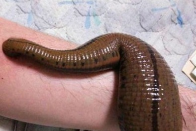 'Kinh dị' với trào lưu nuôi đỉa làm... thú cưng