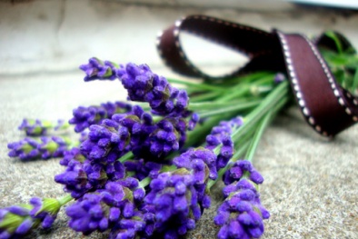 Học trồng hoa oải hương trong nhà đẹp hút mắt lại giúp đuổi côn trùng