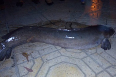 Xuất hiện cá trê khủng nặng 15kg, dài gần 1 mét ở Hồ Đắc Di (Hà Nội)