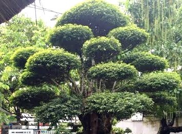 Cây mai 500 tuổi siêu độc: Đại gia đổi cả Camry không bán