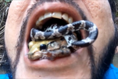 Ngậm rắn và ếch độc trong miệng để phản đối phá rừng 