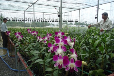 Đà Nẵng: Tái cơ cấu, nâng cao năng suất sản xuất nông nghiệp