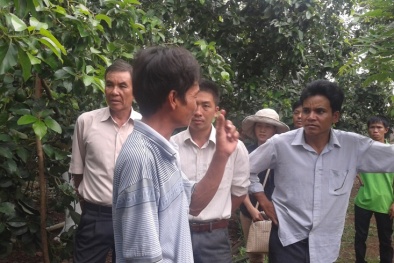 Đăk Lăk: Mô hình cây công nghiệp trồng xen cây cà phê cho năng suất cao