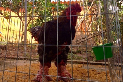 Dân thành phố rục rịch 'săn lùng' trâu rừng gác bếp, chim quý 'nghìn đô' làm quà Tết