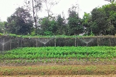 Hà Tĩnh: Ứng dụng công nghệ tưới phun tự động giúp nâng cao năng suất