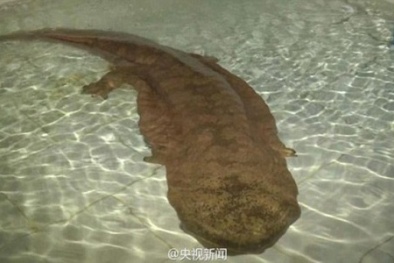 Kỳ nhông khổng lồ cực hiếm xuất hiện ở Trung Quốc