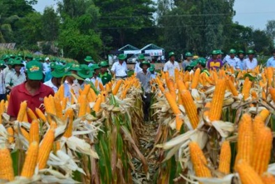 Lào Cai: Liên kết ‘4 nhà’ sản xuất ngô bền vững