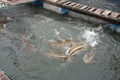 Nuôi cá biển bằng lồng hợp kim tăng lợi nhuận gấp 1,5 lần