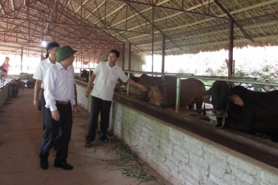 Yên Bái: Mô hình nuôi bò bán công nghiệp cho hiệu quả kinh tế cao