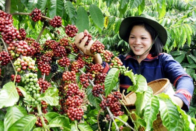 Chỉ dẫn địa lý: Gìn giữ và phát triển đặc sản Việt Nam