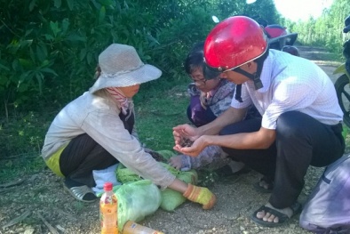 Cả làng vào rừng ‘ăn’ hạt dẻ: 2 tỷ/năm