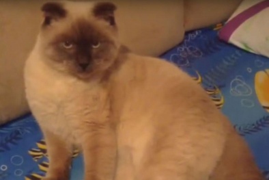 Cư dân một thành phố ở Nga đề cử mèo làm thị trưởng 