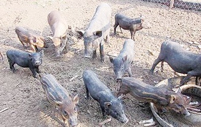 Đắt hàng lợn thả vườn, nghe nhạc giao hưởng