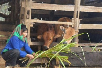 Hà Giang: Ứng dụng kỹ thuật vào nông nghiệp cho hiệu quả kinh tế cao