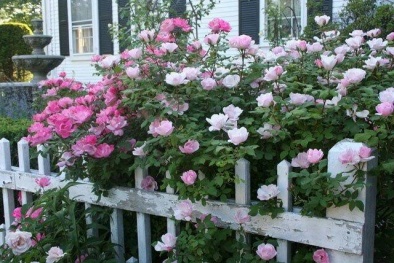 Trồng hoa hồng leo nở rộ cho sân nhà đẹp như cổ tích