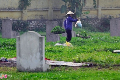 Hà Nội kiểm tra rau muống trồng ở nghĩa địa