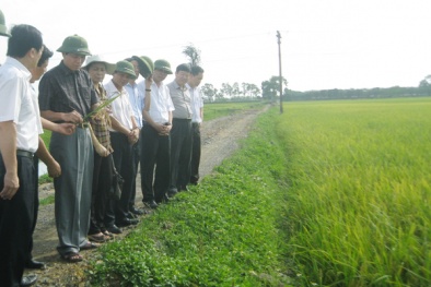 Hà Nội phát triển bền vững vùng lúa chất lượng cao