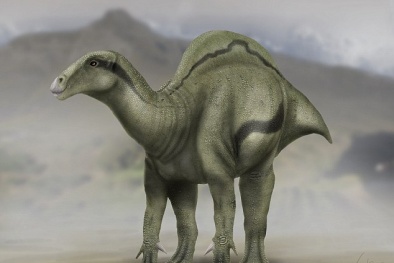 Phát hiện loài khủng long có bướu như lạc đà tại Tây Ban Nha