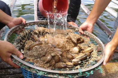 Khánh Hòa: Kết hợp nuôi ốc hương và tu hài vịnh Vân Phong