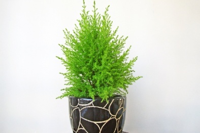 Học cách chăm sóc cây tùng thơm tươi xanh chơi Giáng sinh