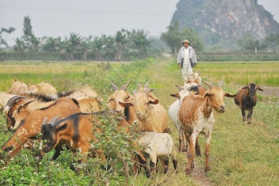 Nuôi dê vừa nhàn nhưng giá trị kinh tế cao hơn nhiều so với nuôi lợn, gà