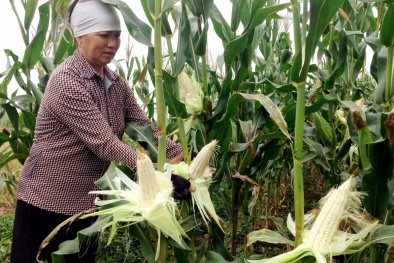 Quảng Yên, Quảng Ninh: Ngô nếp lai được mùa, cho năng suất cao