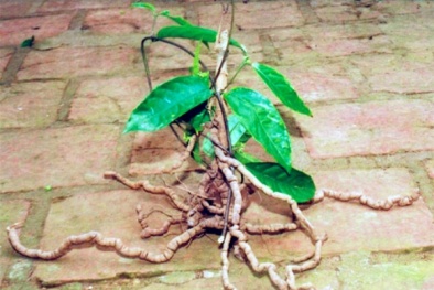 Thoát nghèo bền vững nhờ ba kích